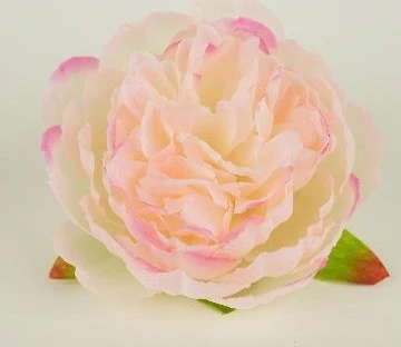 Peony Open Big